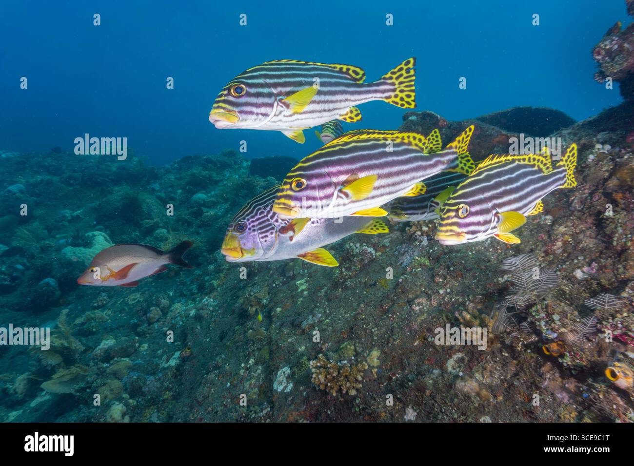 Tauchplatz der Schule der Süßlippen in Liberty Wrack von Bali (Indonesien) Stockfoto