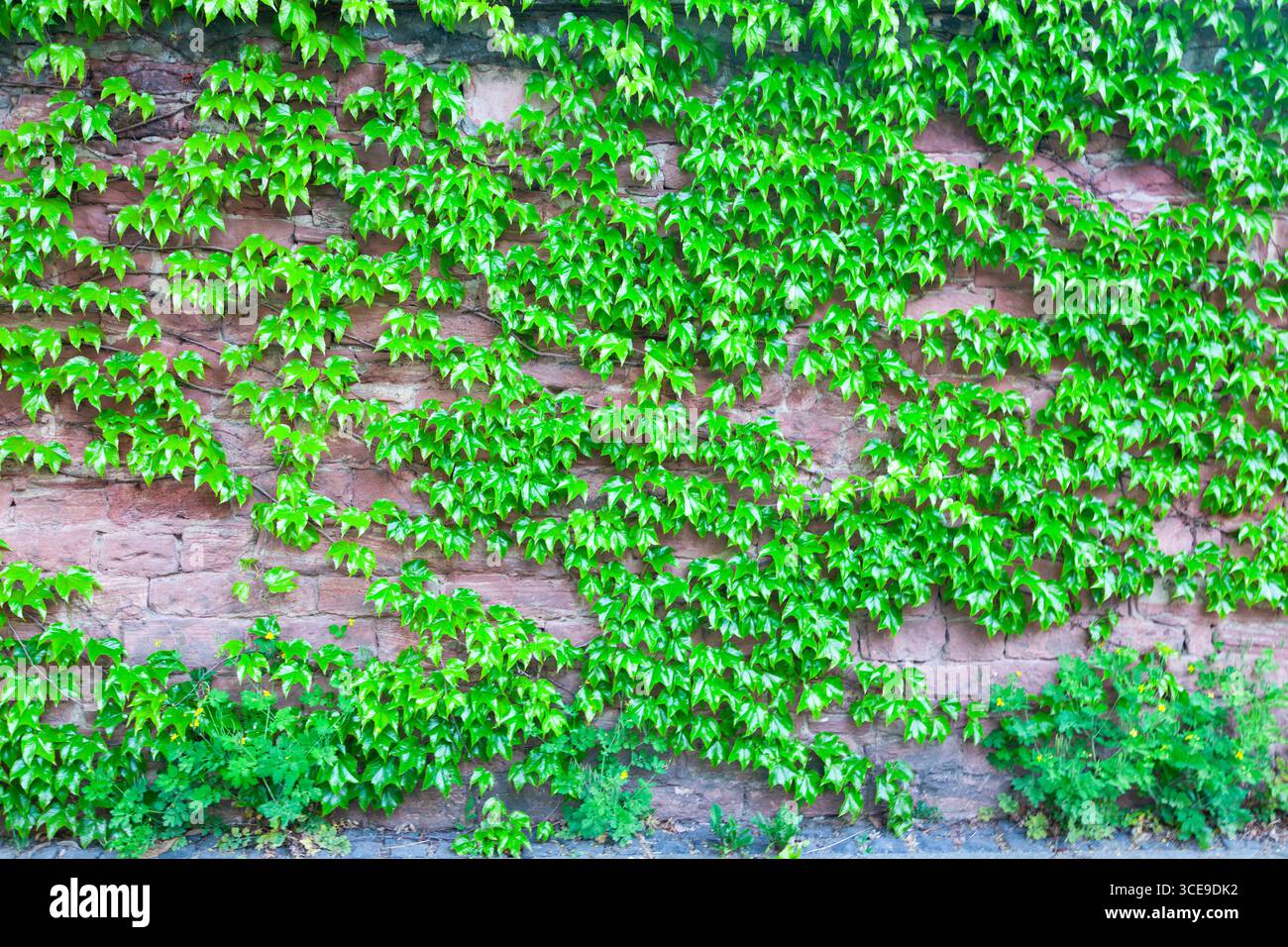 Eine alte Mauer, bewachsen mit Laubkräutern. Stockfoto