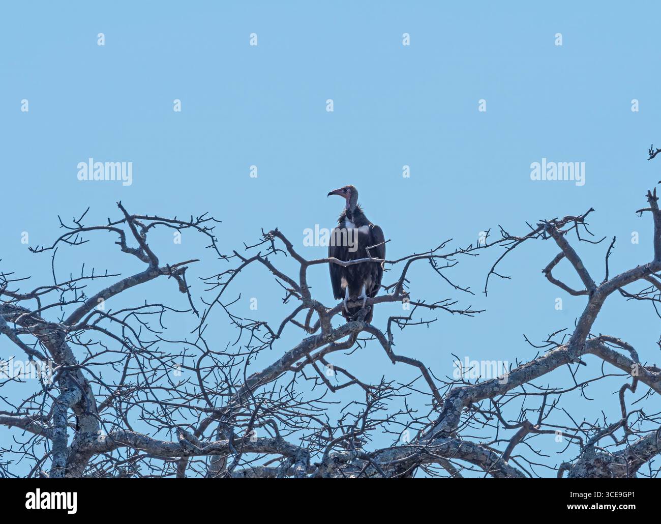 Kapuzengeier in einem Baum in der Nähe der Victoria Falls Stockfoto