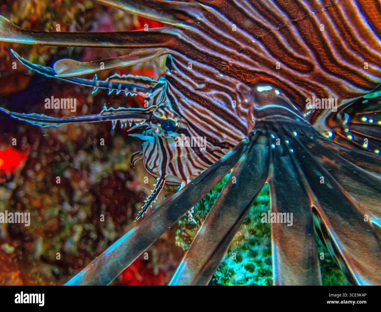 Pterois ist eine Gattung giftiger Meeresfische, die allgemein als Löwenfisch bekannt sind. Stockfoto
