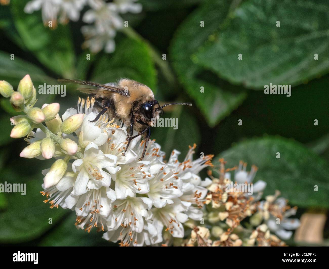 Hummel, Hummel, Gattung Bombus, Teil der Apidae, einer der Biene Familien. Stockfoto