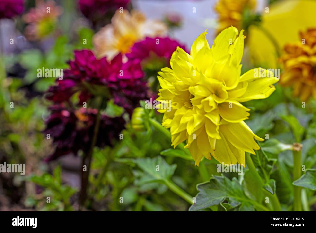 Hintergrund der gelben Chrysanthemen. Der Herbst steht in Kürze bevor Stockfoto