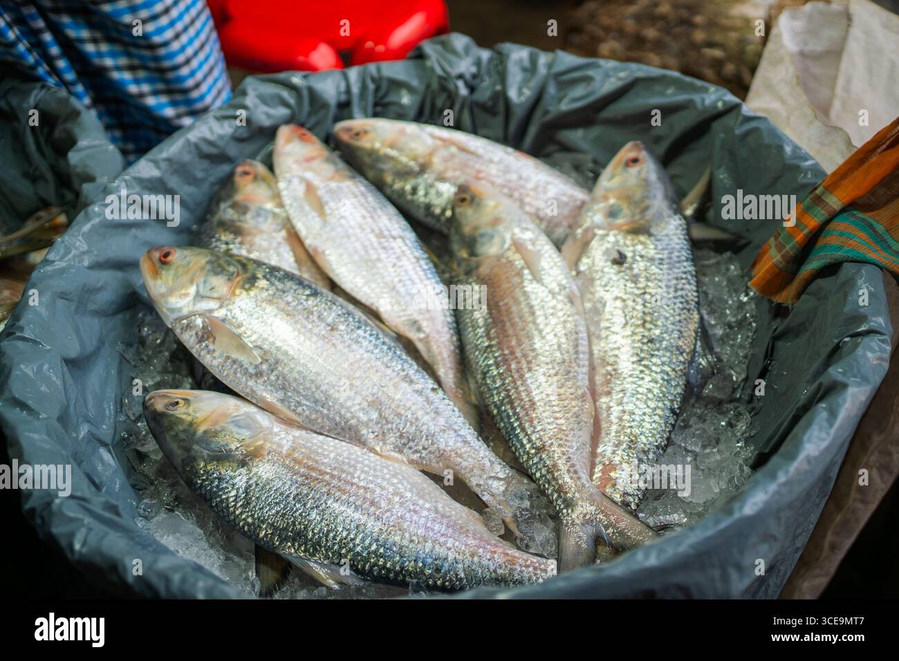 Hilsha (Ilisch) ist ein sehr beliebtes und begehrtes Essen in der Region Bengalen und ist der nationale Fisch von Bangladesch. Stockfoto