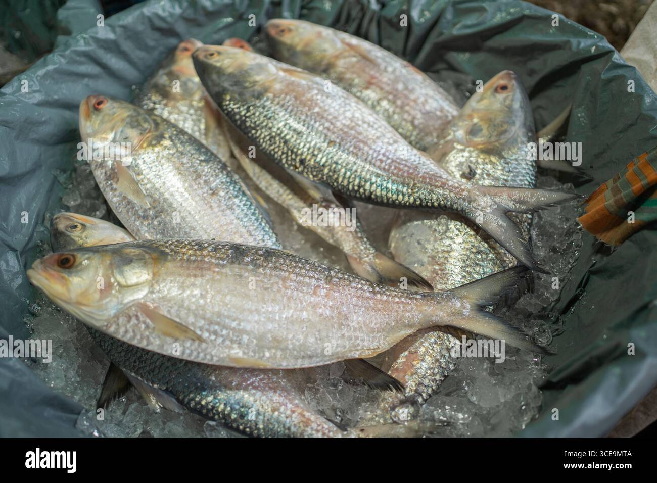 Hilsha (Ilisch) ist ein sehr beliebtes und begehrtes Essen in der Region Bengalen und ist der nationale Fisch von Bangladesch. Stockfoto