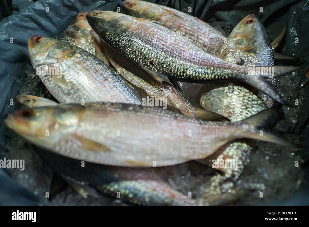 Hilsha (Ilisch) ist ein sehr beliebtes und begehrtes Essen in der Region Bengalen und ist der nationale Fisch von Bangladesch. Stockfoto