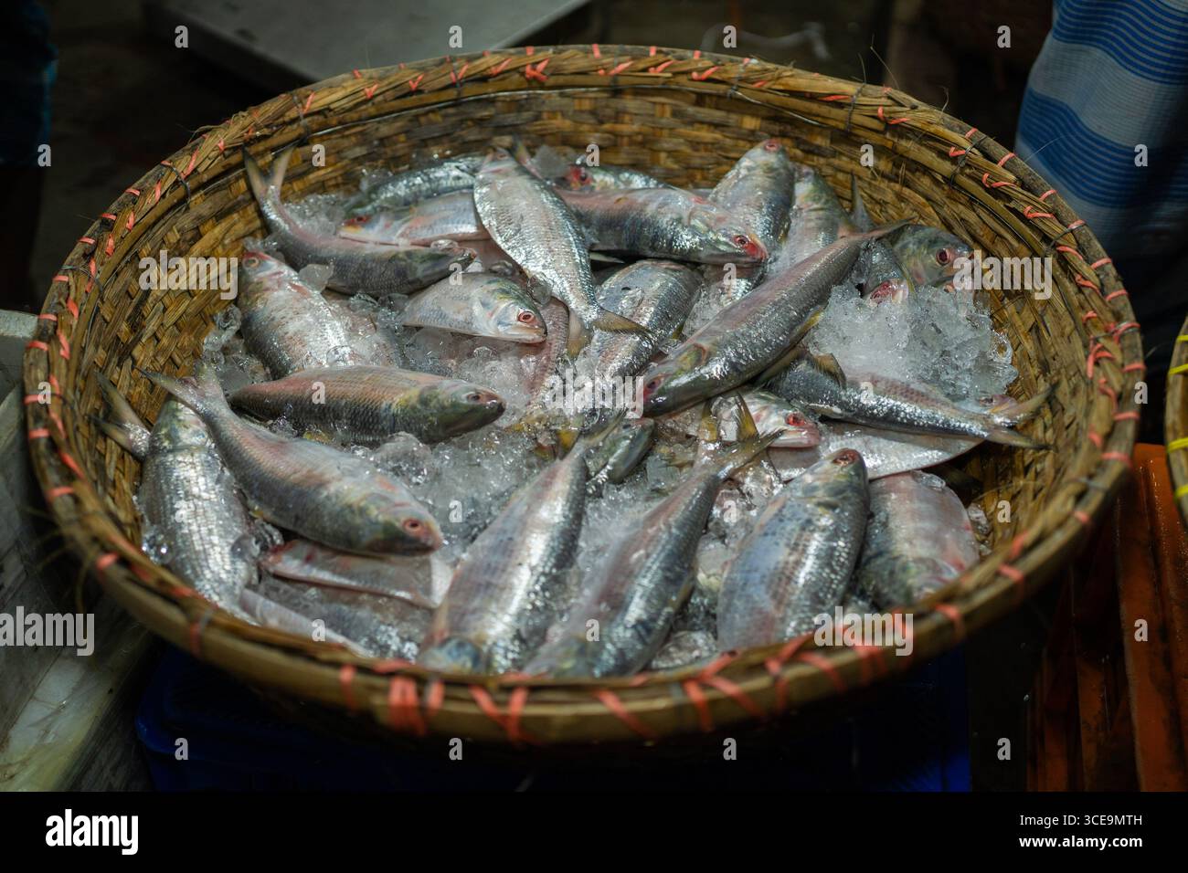 Hilsha (Ilisch) ist ein sehr beliebtes und begehrtes Essen in der Region Bengalen und ist der nationale Fisch von Bangladesch. Stockfoto