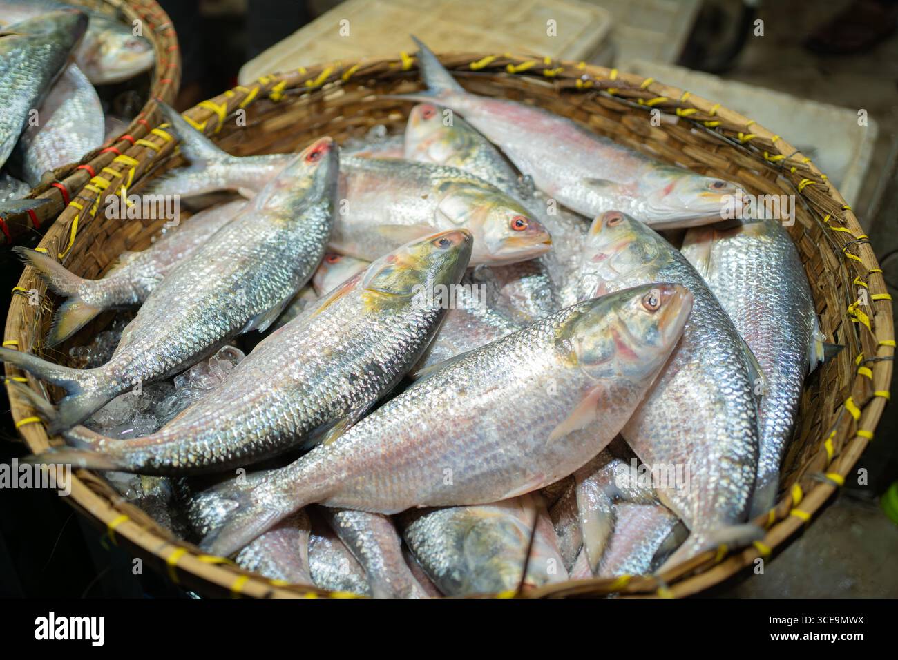 Hilsha (Ilisch) ist ein sehr beliebtes und begehrtes Essen in der Region Bengalen und ist der nationale Fisch von Bangladesch. Stockfoto