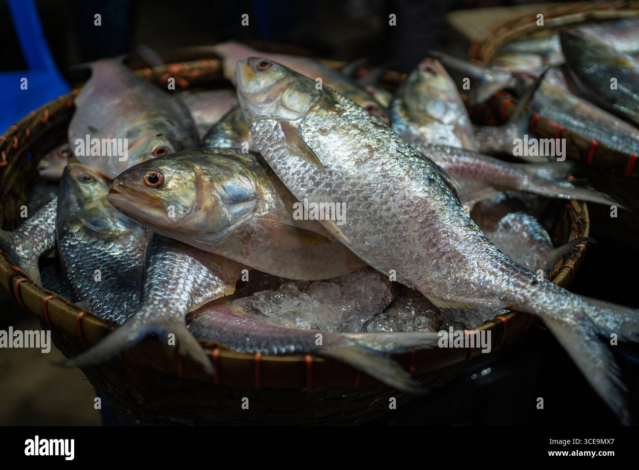 Hilsha (Ilisch) ist ein sehr beliebtes und begehrtes Essen in der Region Bengalen und ist der nationale Fisch von Bangladesch. Stockfoto