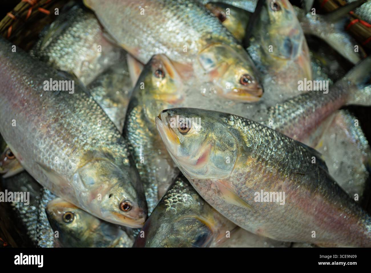 Hilsha (Ilisch) ist ein sehr beliebtes und begehrtes Essen in der Region Bengalen und ist der nationale Fisch von Bangladesch. Stockfoto