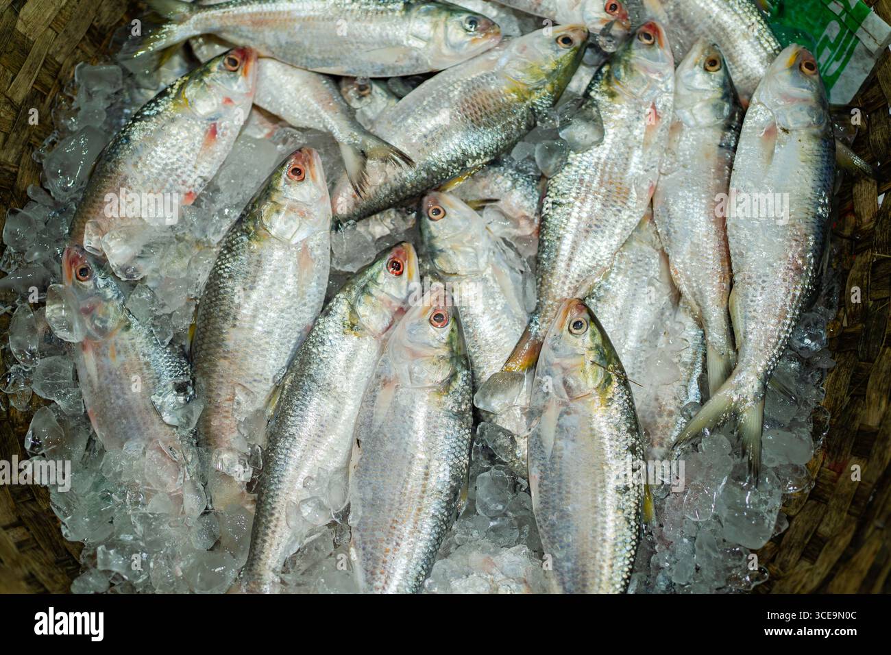 Hilsha (Ilisch) ist ein sehr beliebtes und begehrtes Essen in der Region Bengalen und ist der nationale Fisch von Bangladesch. Stockfoto