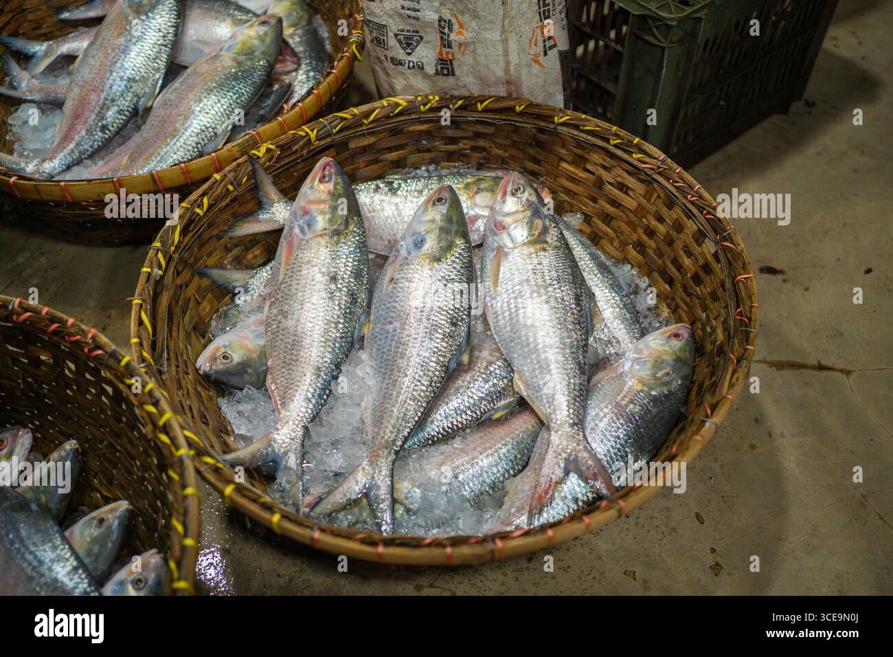Hilsha (Ilisch) ist ein sehr beliebtes und begehrtes Essen in der Region Bengalen und ist der nationale Fisch von Bangladesch. Stockfoto