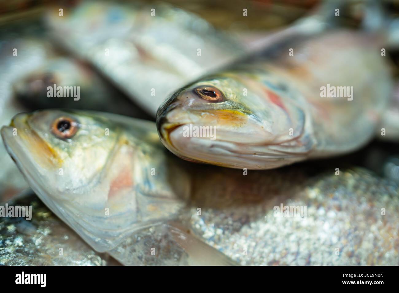 Hilsha (Ilisch) ist ein sehr beliebtes und begehrtes Essen in der Region Bengalen und ist der nationale Fisch von Bangladesch. Stockfoto