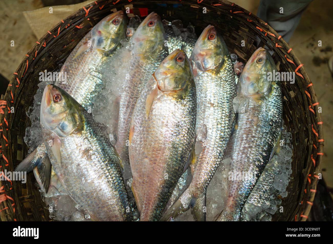 Hilsha (Ilisch) ist ein sehr beliebtes und begehrtes Essen in der Region Bengalen und ist der nationale Fisch von Bangladesch. Stockfoto