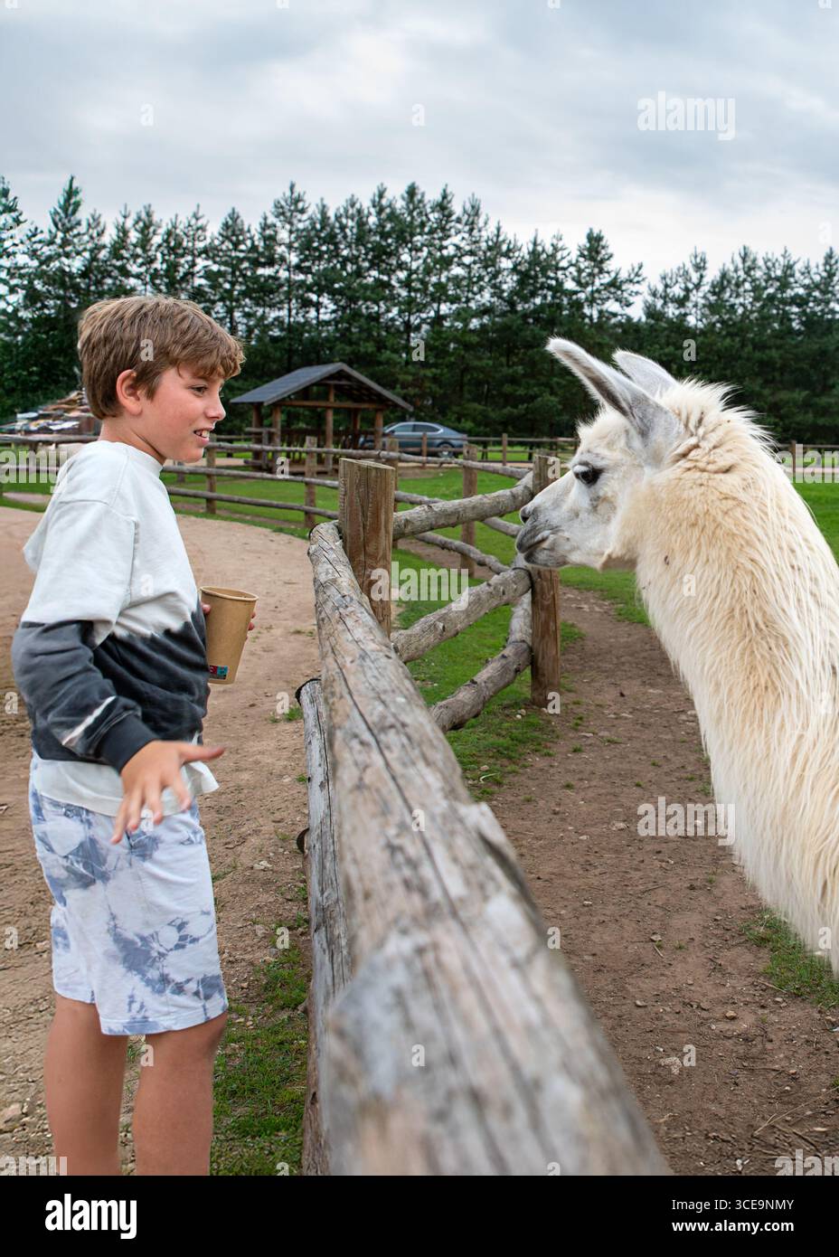 VertiClose-up Porträt eines Jungen mit einem fröhlichen und friedlichen Ausdruck, der in einem Streichelzoo im Freien ein Lama füttert. Stockfoto