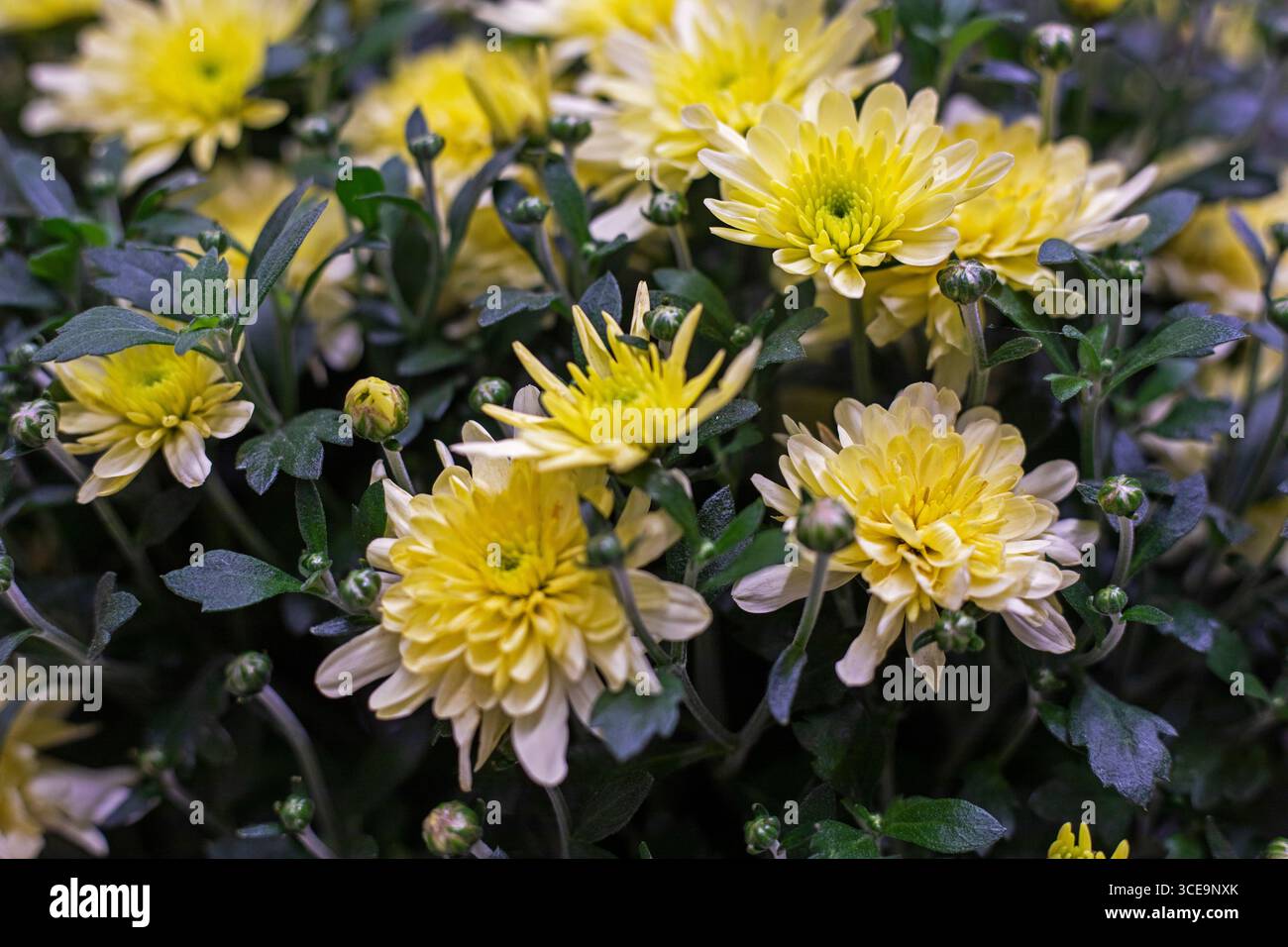 Nahaufnahme des Hintergrunds der gelben Chrysanthemen. Der Herbst steht in Kürze bevor Stockfoto