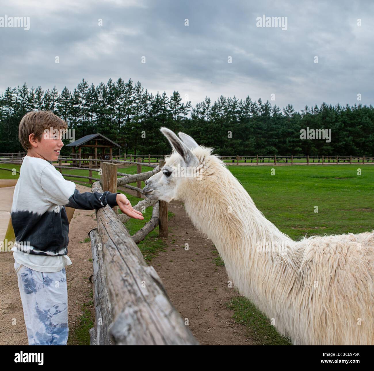 VertiClose-up Porträt eines Jungen mit einem fröhlichen und friedlichen Ausdruck, der in einem Streichelzoo im Freien ein Lama füttert. Stockfoto