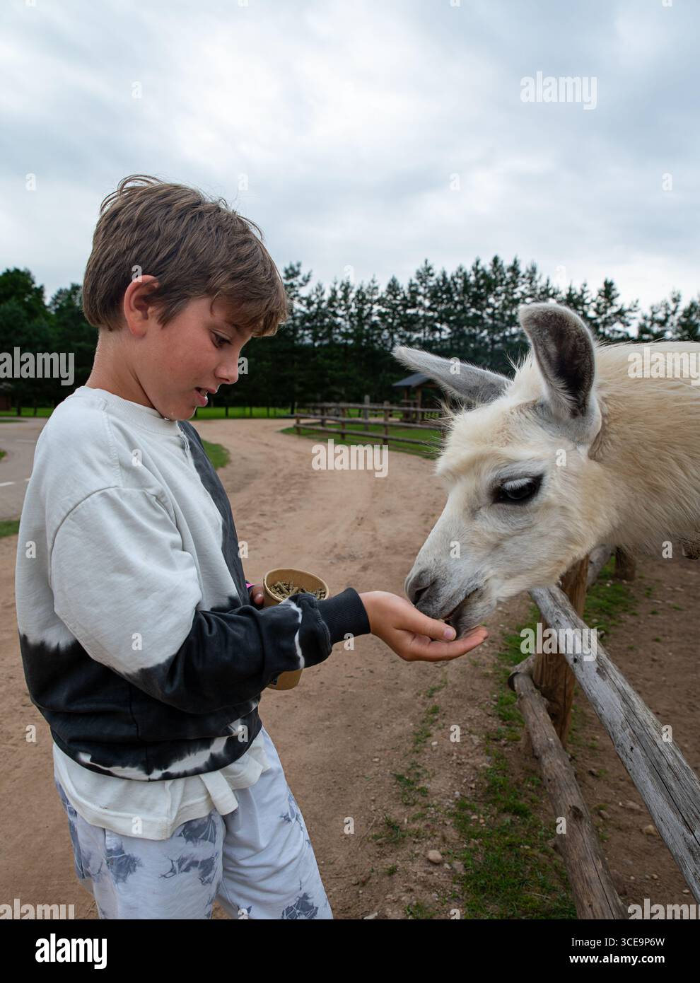 VertiClose-up Porträt eines Jungen mit einem fröhlichen und friedlichen Ausdruck, der in einem Streichelzoo im Freien ein Lama füttert. Stockfoto
