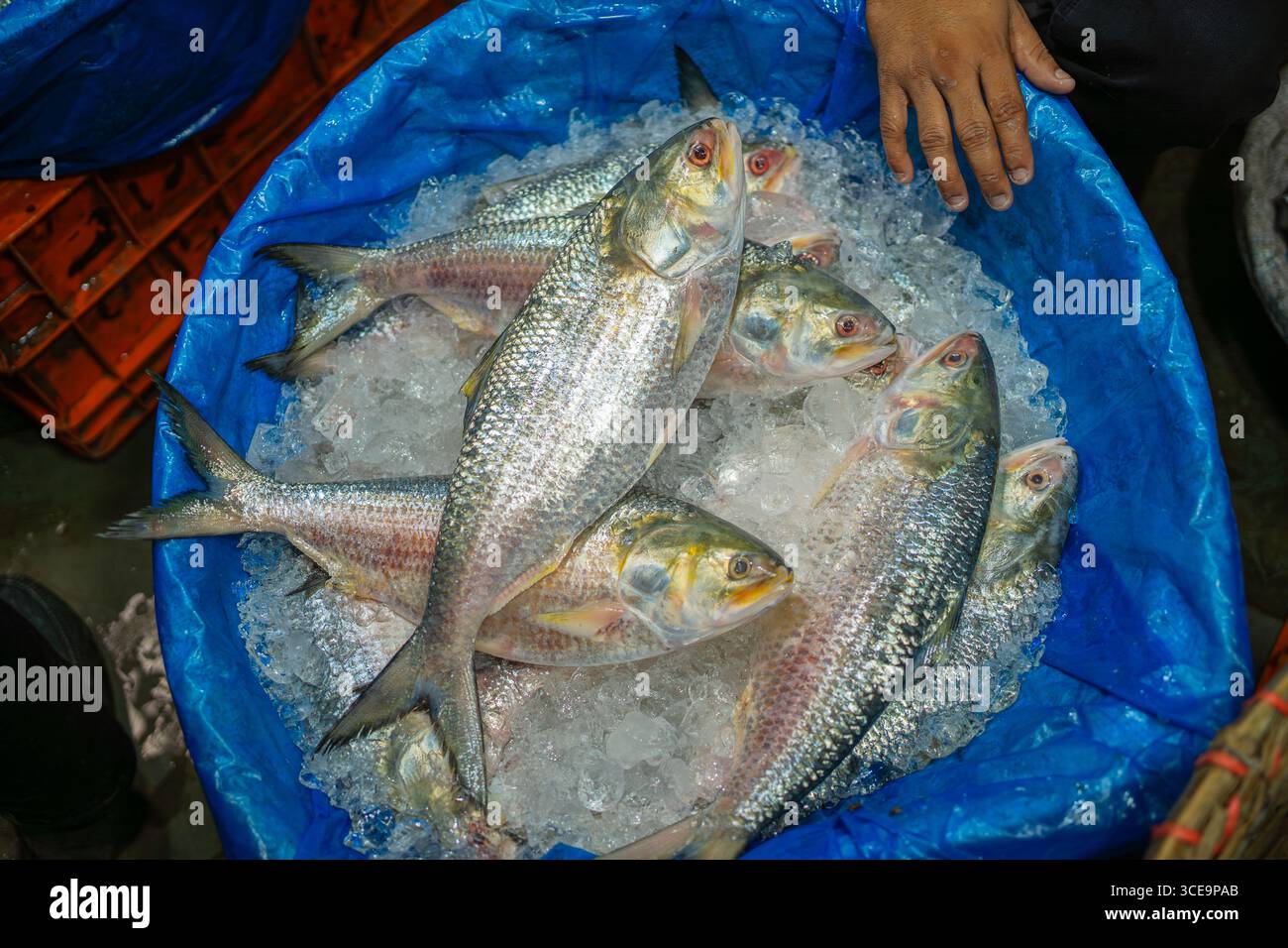 Hilsha (Ilisch) ist ein sehr beliebtes und begehrtes Essen in der Region Bengalen und ist der nationale Fisch von Bangladesch. Stockfoto