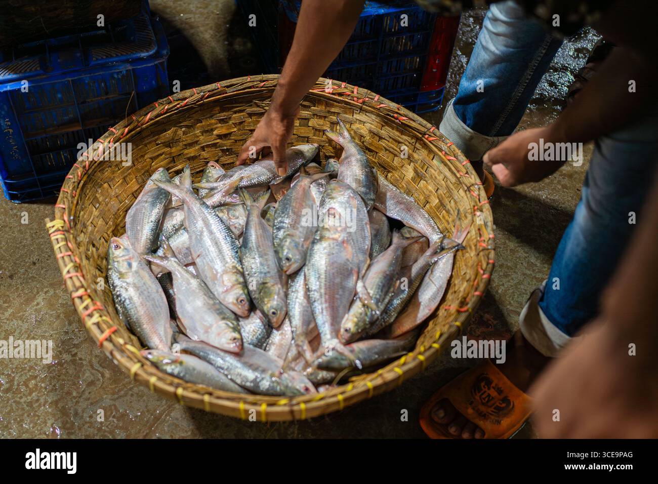 Hilsha (Ilisch) ist ein sehr beliebtes und begehrtes Essen in der Region Bengalen und ist der nationale Fisch von Bangladesch. Stockfoto