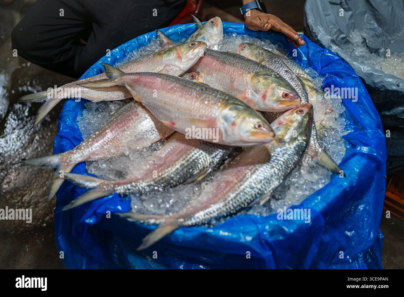 Hilsha (Ilisch) ist ein sehr beliebtes und begehrtes Essen in der Region Bengalen und ist der nationale Fisch von Bangladesch. Stockfoto