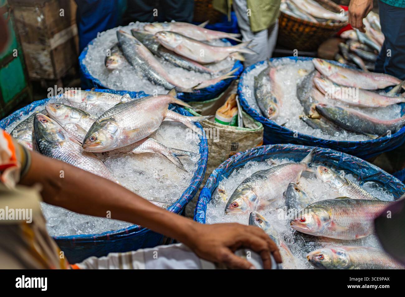 Hilsha (Ilisch) ist ein sehr beliebtes und begehrtes Essen in der Region Bengalen und ist der nationale Fisch von Bangladesch. Stockfoto