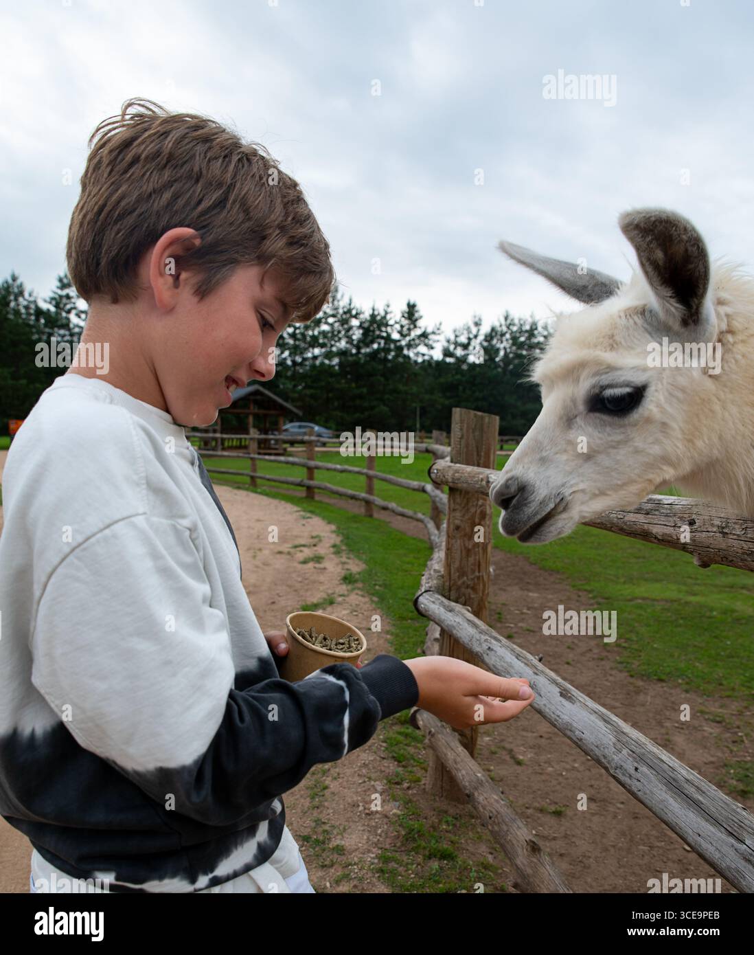 VertiClose-up Porträt eines Jungen mit einem fröhlichen und friedlichen Ausdruck, der in einem Streichelzoo im Freien ein Lama füttert. Stockfoto