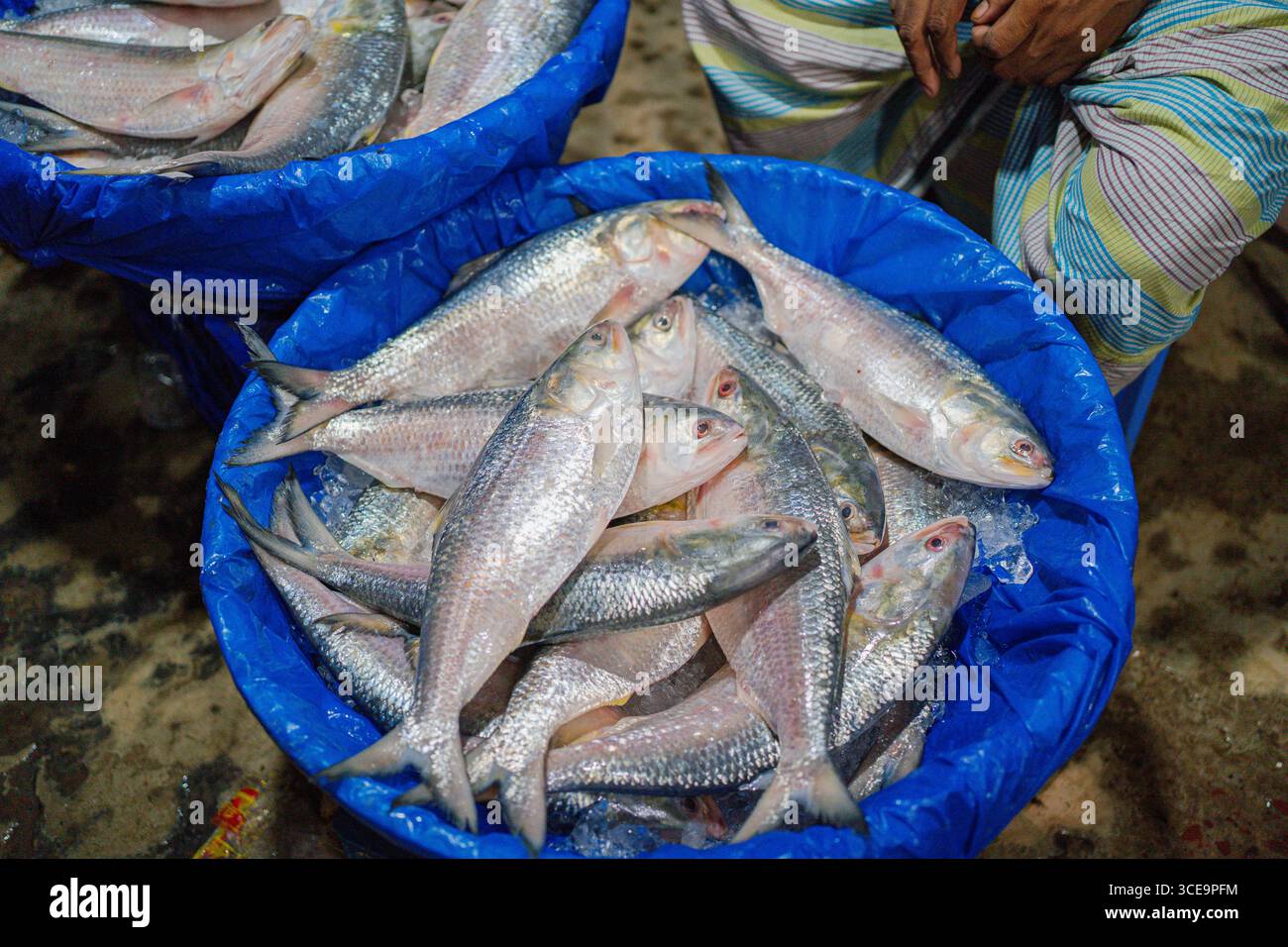 Hilsha (Ilisch) ist ein sehr beliebtes und begehrtes Essen in der Region Bengalen und ist der nationale Fisch von Bangladesch. Stockfoto