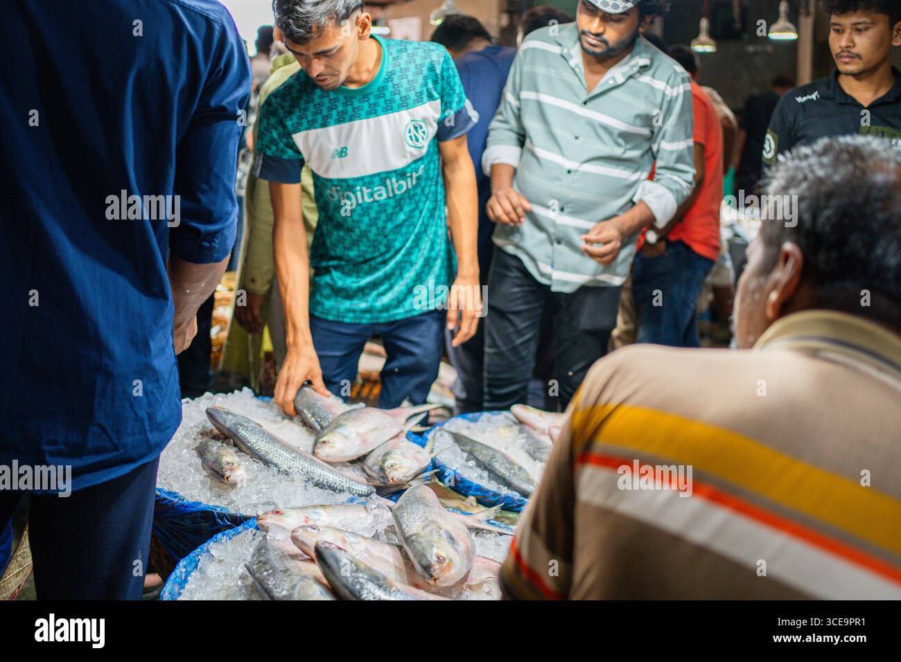 Hilsha (Ilisch) ist ein sehr beliebtes und begehrtes Essen in der Region Bengalen und ist der nationale Fisch von Bangladesch. Stockfoto