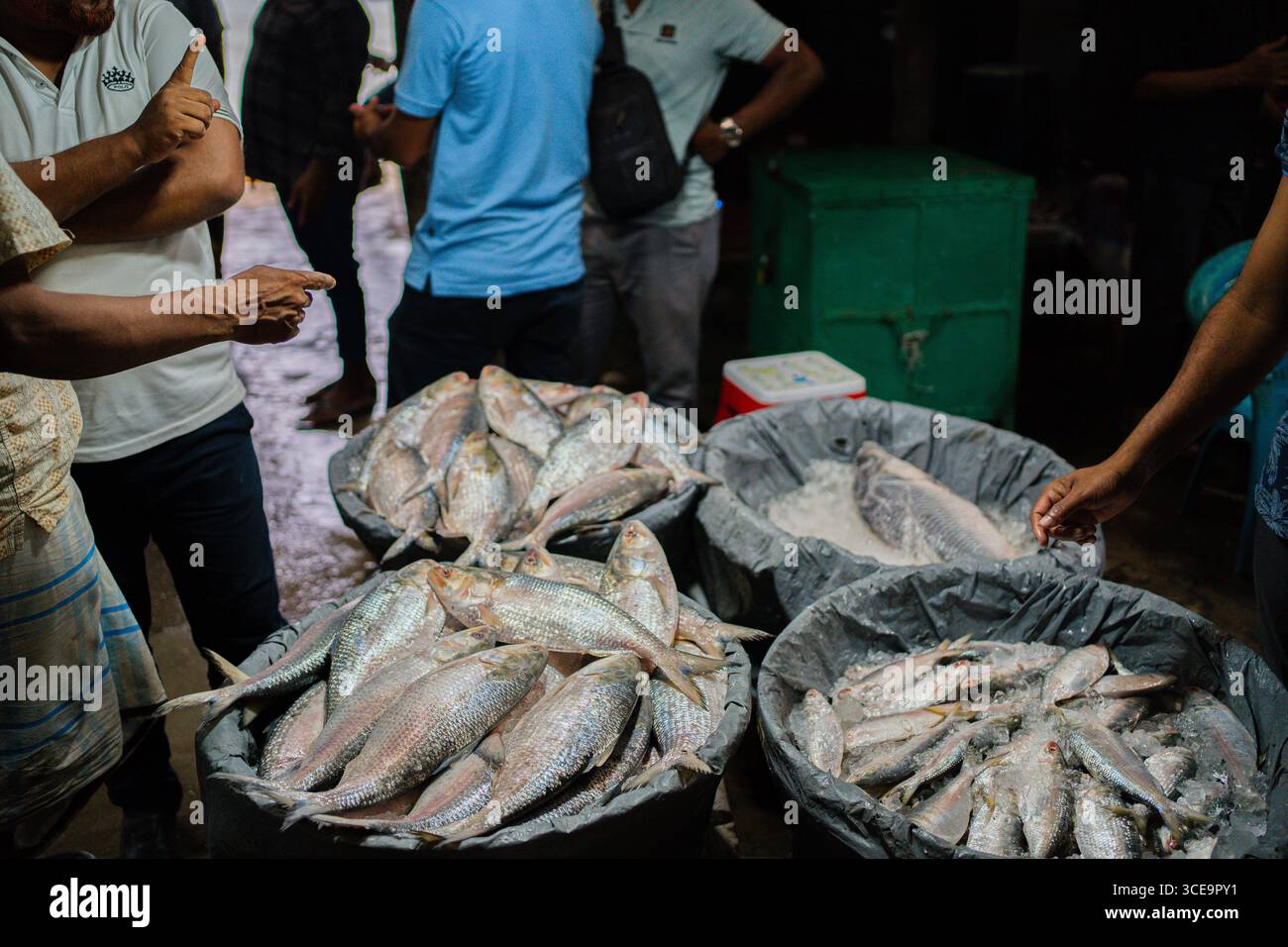 Hilsha (Ilisch) ist ein sehr beliebtes und begehrtes Essen in der Region Bengalen und ist der nationale Fisch von Bangladesch. Stockfoto
