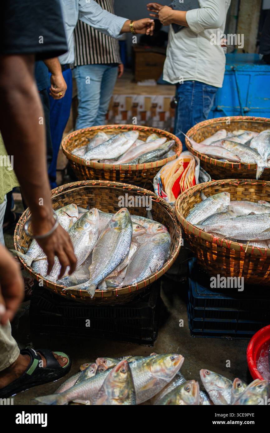 Hilsha (Ilisch) ist ein sehr beliebtes und begehrtes Essen in der Region Bengalen und ist der nationale Fisch von Bangladesch. Stockfoto