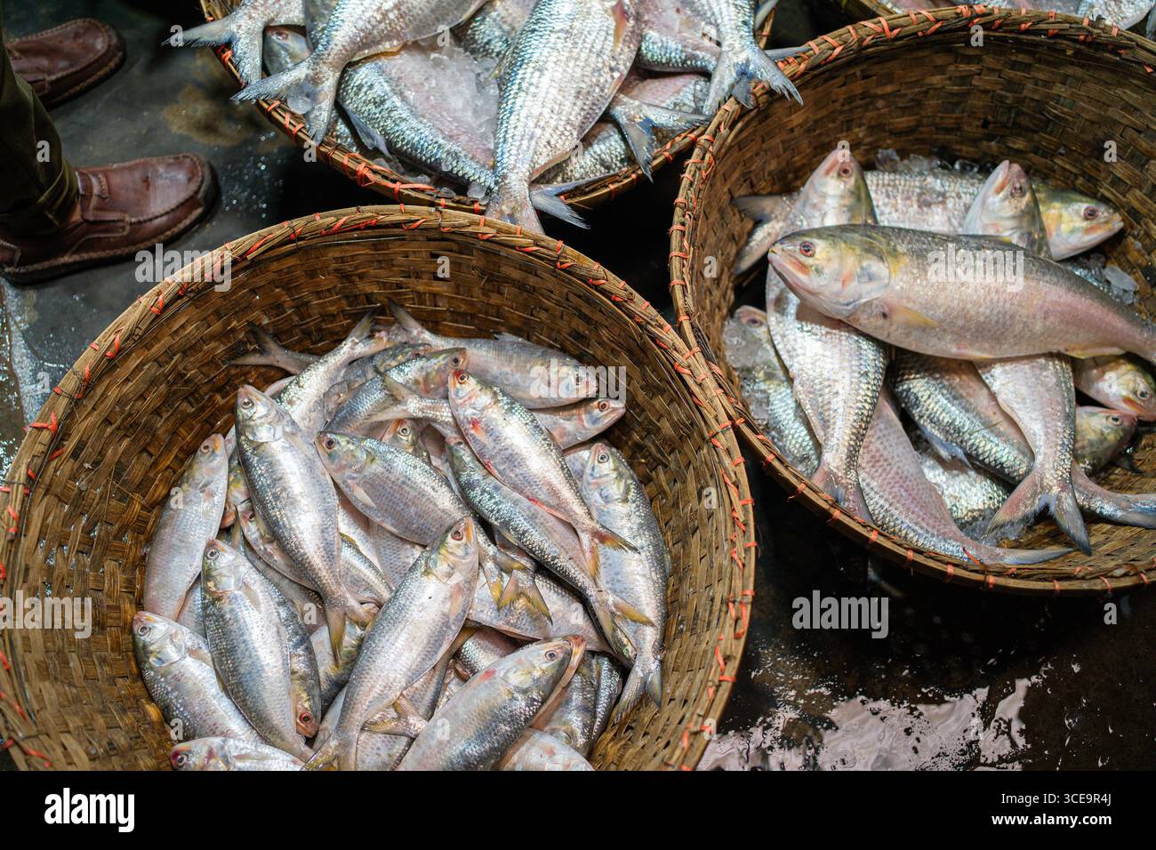 Hilsha (Ilisch) ist ein sehr beliebtes und begehrtes Essen in der Region Bengalen und ist der nationale Fisch von Bangladesch. Stockfoto