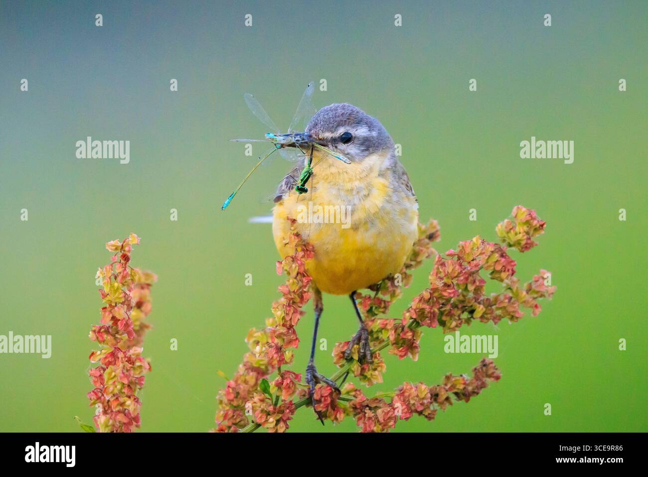 Nahaufnahme eines Jagdvogels aus Westernholz Motacilla flava mit Beute im Schnabel. Stockfoto