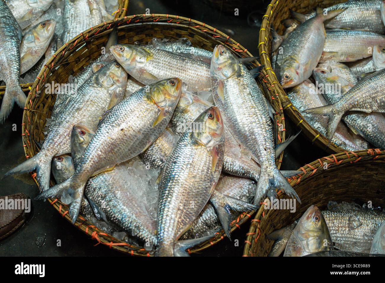 Hilsha (Ilisch) ist ein sehr beliebtes und begehrtes Essen in der Region Bengalen und ist der nationale Fisch von Bangladesch. Stockfoto