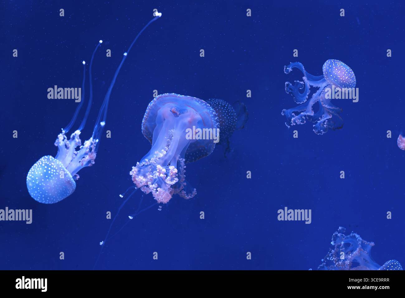 Gruppe von Phyllorhiza punctata oder australischen Fleckquallen, die anmutig im tiefblauen Wasser des Aquariums treiben. Tier, Wasserorganismus, Unterwasser Stockfoto