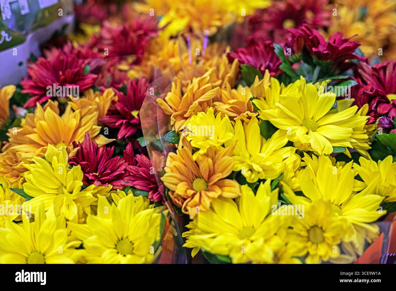 Nahaufnahme des Hintergrunds der gelben Chrysanthemen. Der Herbst steht in Kürze bevor Stockfoto