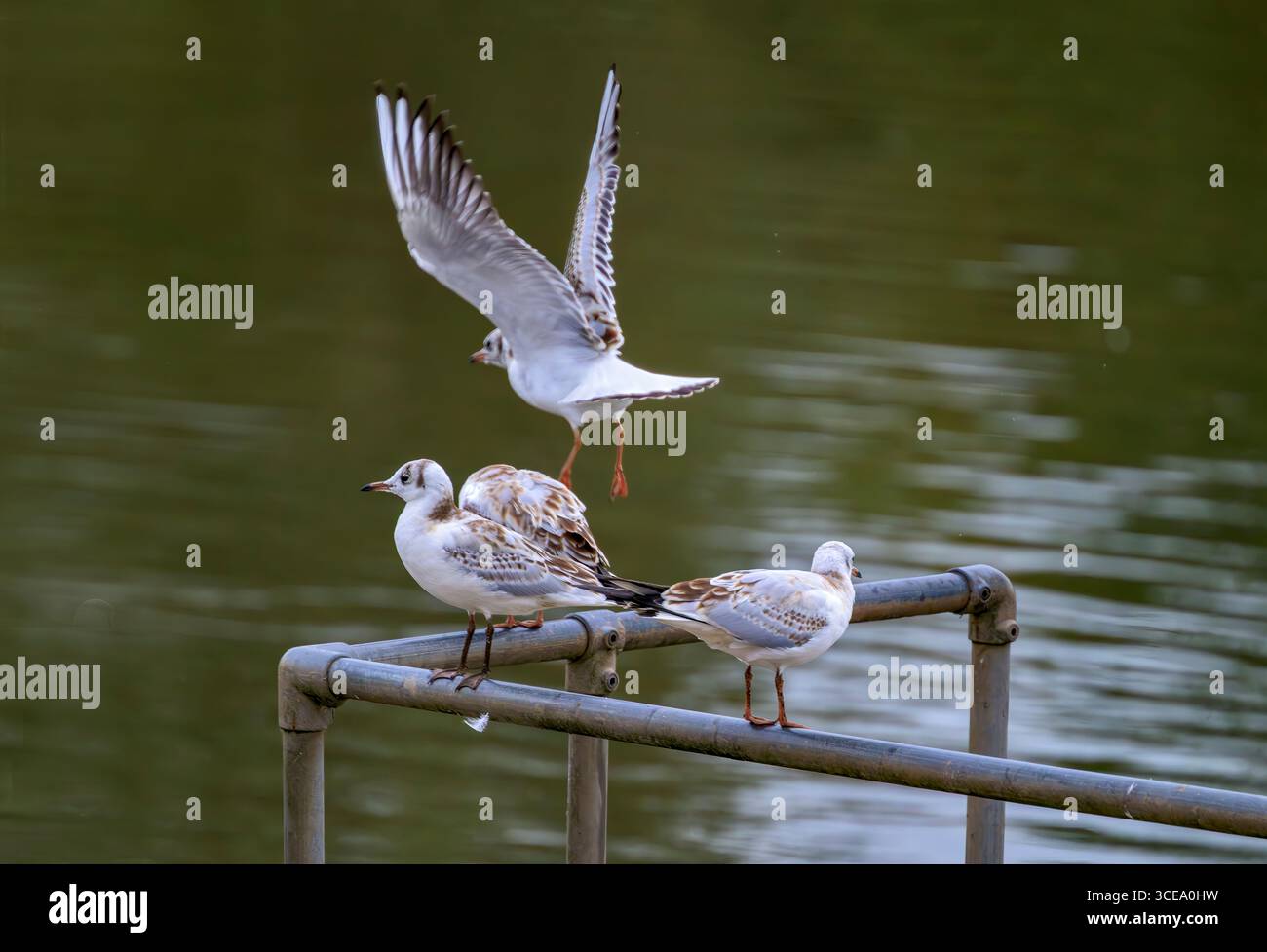 Juvenile Schwarzköpfige Möwen stehen auf Schienen am Rande des Chew Valley Lake, North Somserset, Großbritannien Stockfoto