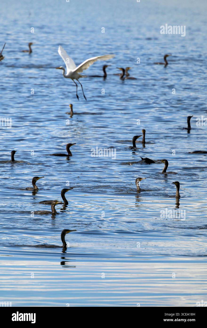 Kormoranstreffen (auch Herde, Gulp, Floß oder Geschwader von Kormoranen genannt) mit einem Großreiher am Chew Valley Lake, Somerset, Großbritannien Stockfoto