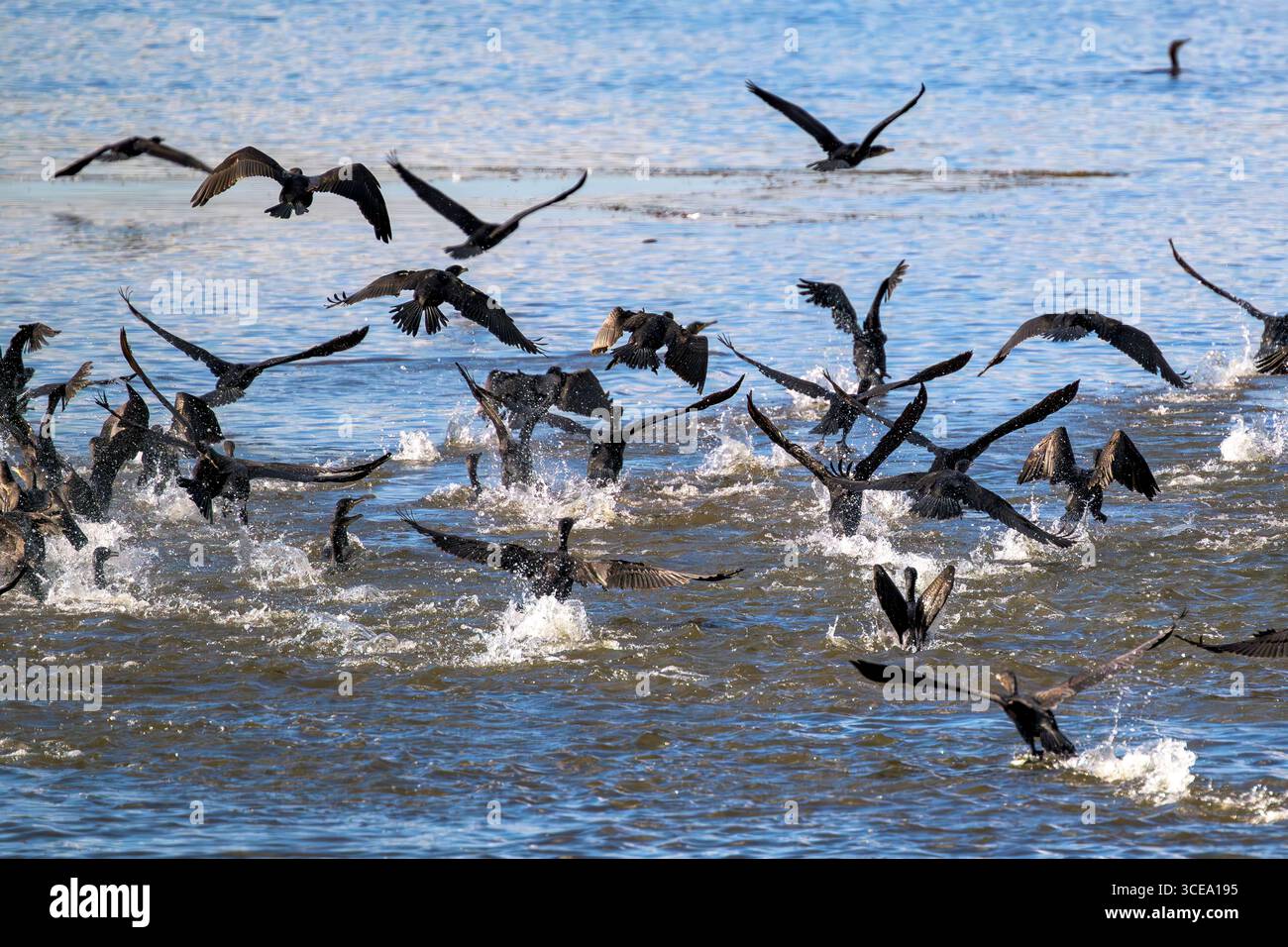 Kormoranschwärme (auch Gulp, Floß oder Kormorangeschwader genannt), die alle zusammen am Chew Valley Lake in Somerset, Großbritannien, starten Stockfoto