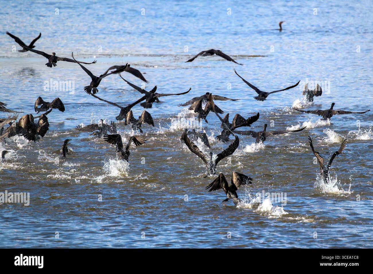 Kormoranschwärme (auch Gulp, Floß oder Kormorangeschwader genannt), die alle zusammen am Chew Valley Lake in Somerset, Großbritannien, starten Stockfoto