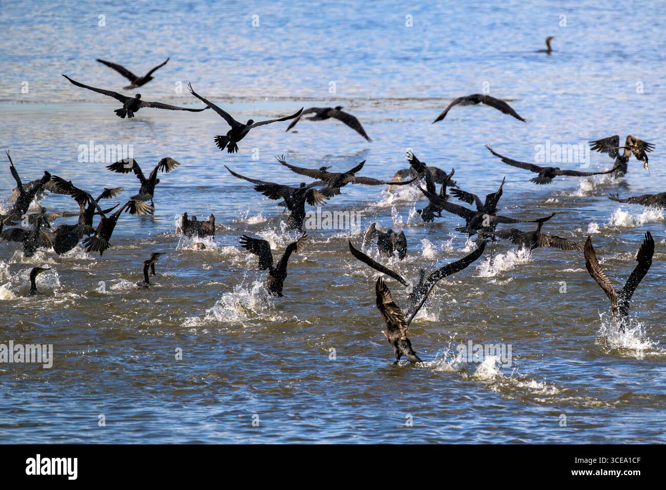 Kormoranschwärme (auch Gulp, Floß oder Kormorangeschwader genannt), die alle zusammen am Chew Valley Lake in Somerset, Großbritannien, starten Stockfoto