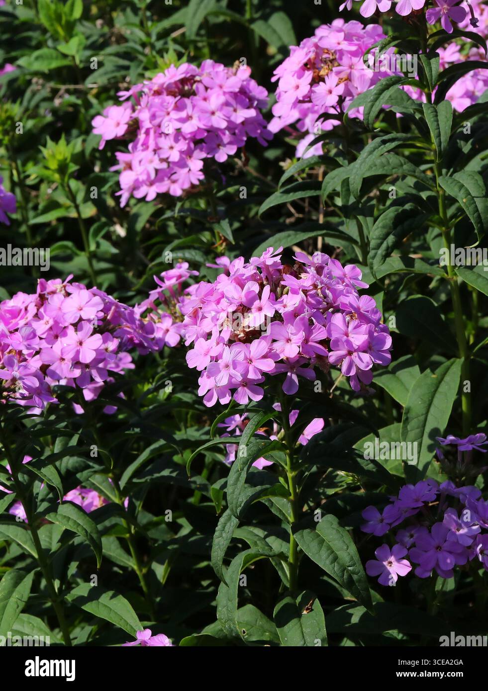 Herbst Phlox, Garten Phlox, mehrjährige Phlox, Sommer Phlox, Panicled Phlox oder Phlox, Phlox paniculata, Polemoniaceae. Osten und Mitte der Vereinigten Staaten. Stockfoto