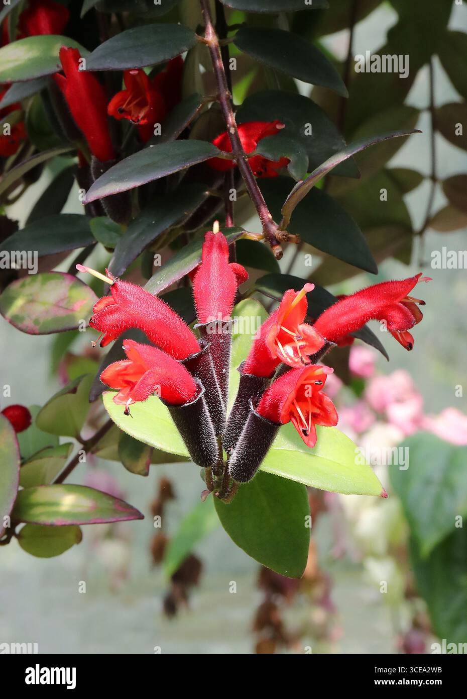 Lippenstiftpflanze oder Roter Bugle Rebe, Aeschynanthus pulcher, Gesneriaceae. Malaysische Halbinsel. Aeschynanthus pulcher. Stockfoto
