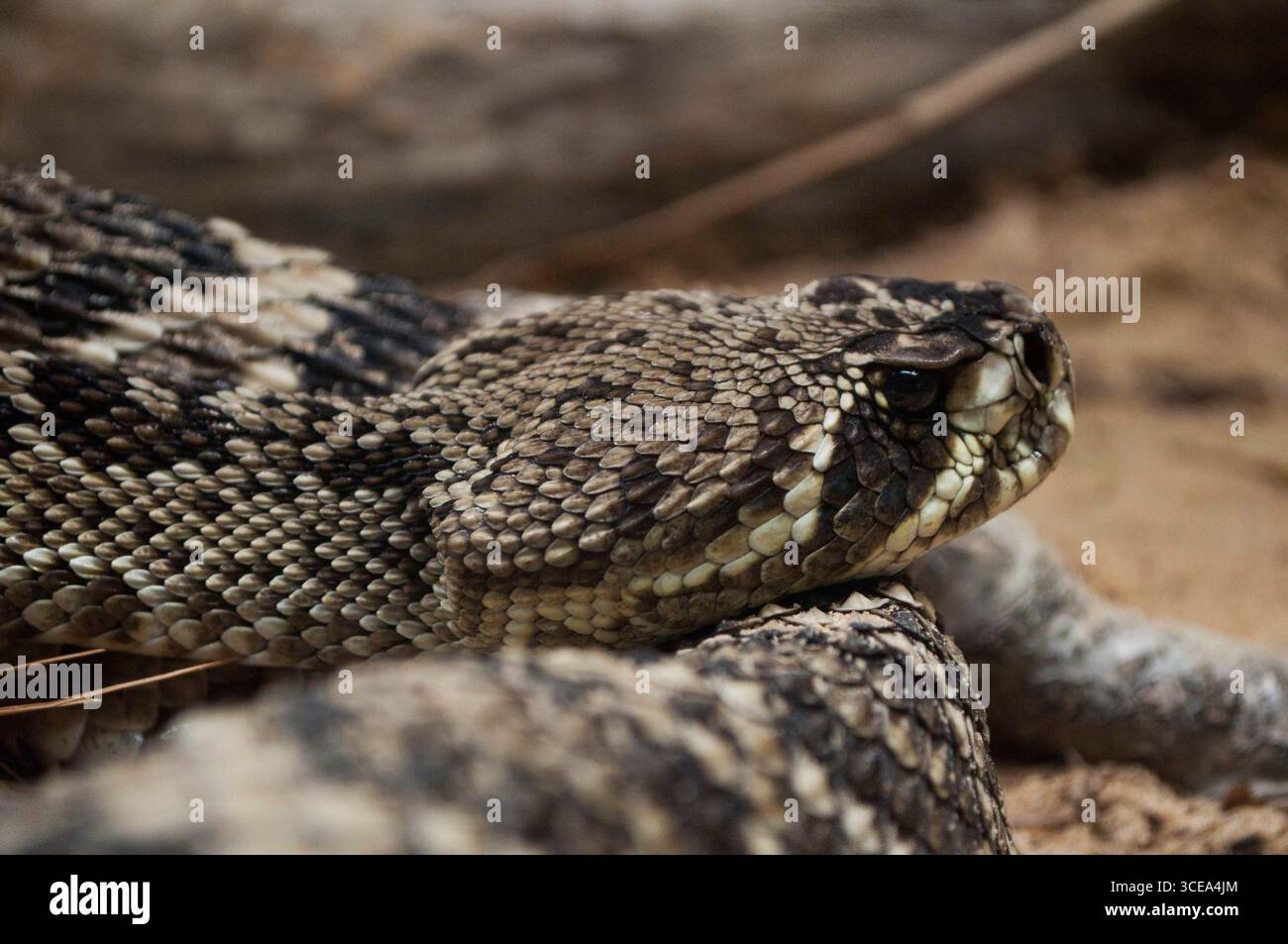 Nahaufnahme Porträt einer Klapperschlange, die mit Kopf und Rassel umwickelt ist Stockfoto