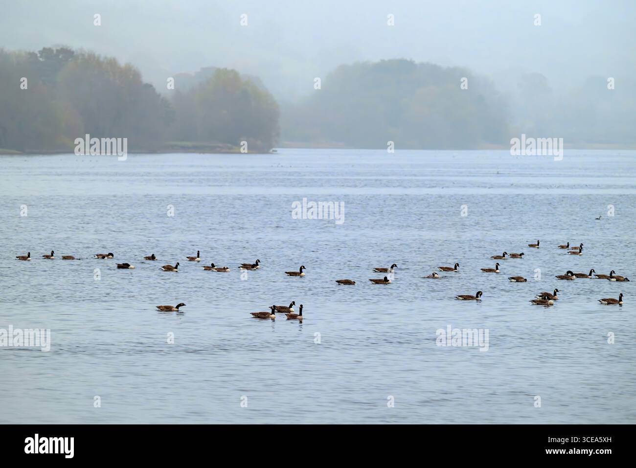 Eine Schar Kanadiengänse schwimmt an einem nebeligen Morgen auf dem Blagdon Lake in Somerset Stockfoto