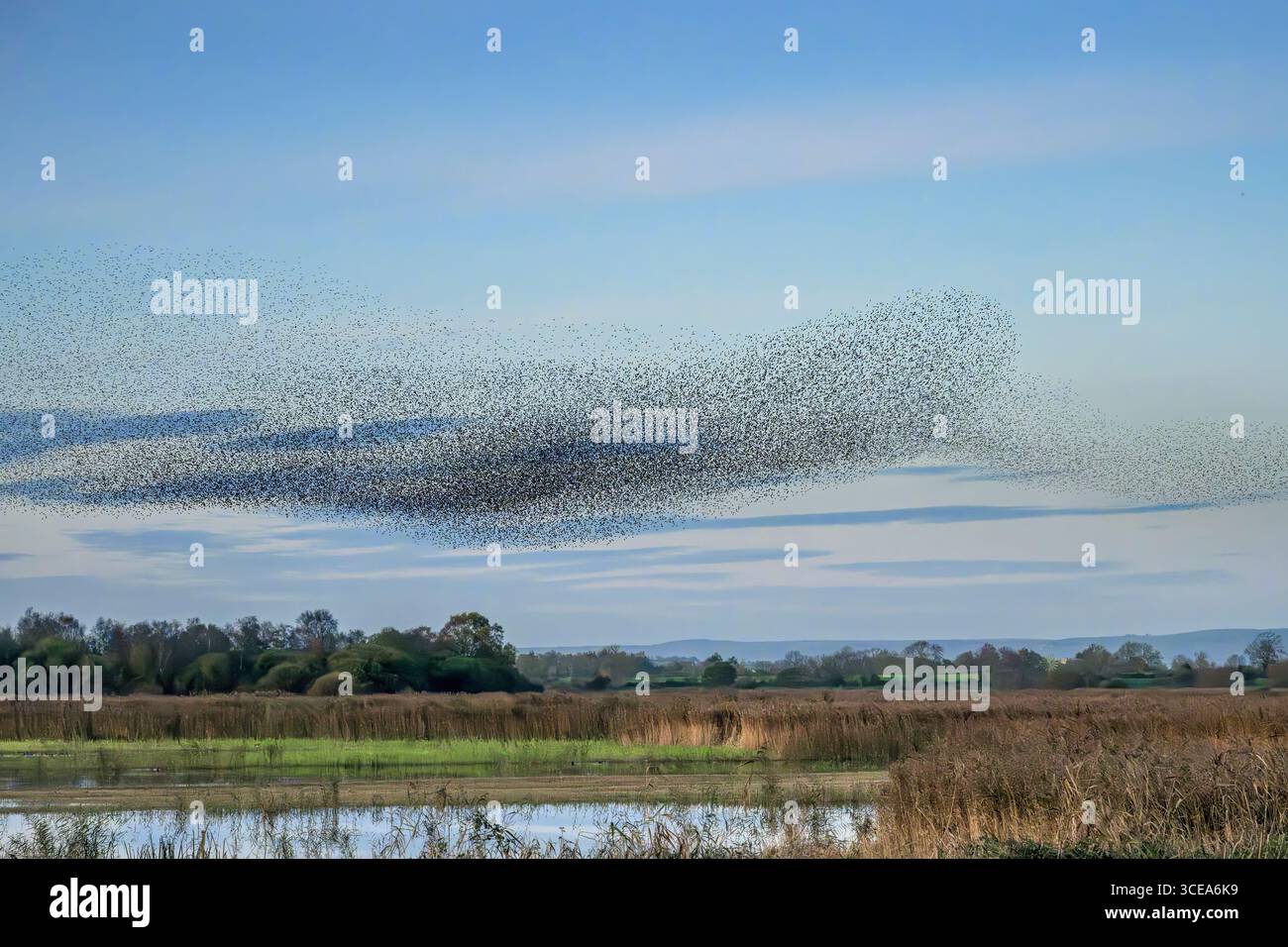 Starling MurMurmeln auf den Somerset Levels am frühen Abend im Winter, Großbritannien Stockfoto