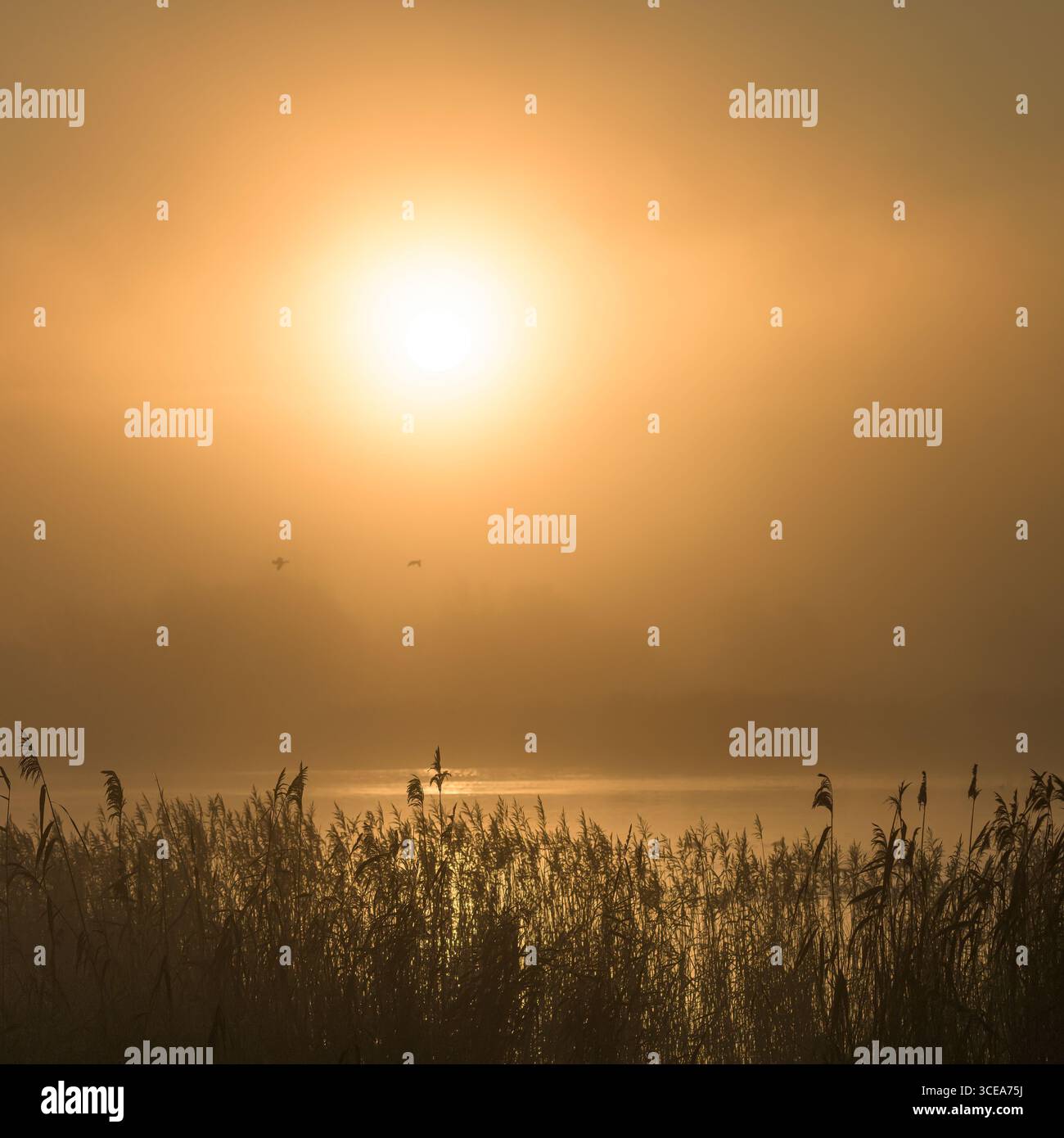 Sonnenaufgang durch den Nebel auf den Somerset Levels in Großbritannien am frühen Morgen mit Schilfbeeten im Vordergrund und Vögeln, die überfliegen Stockfoto