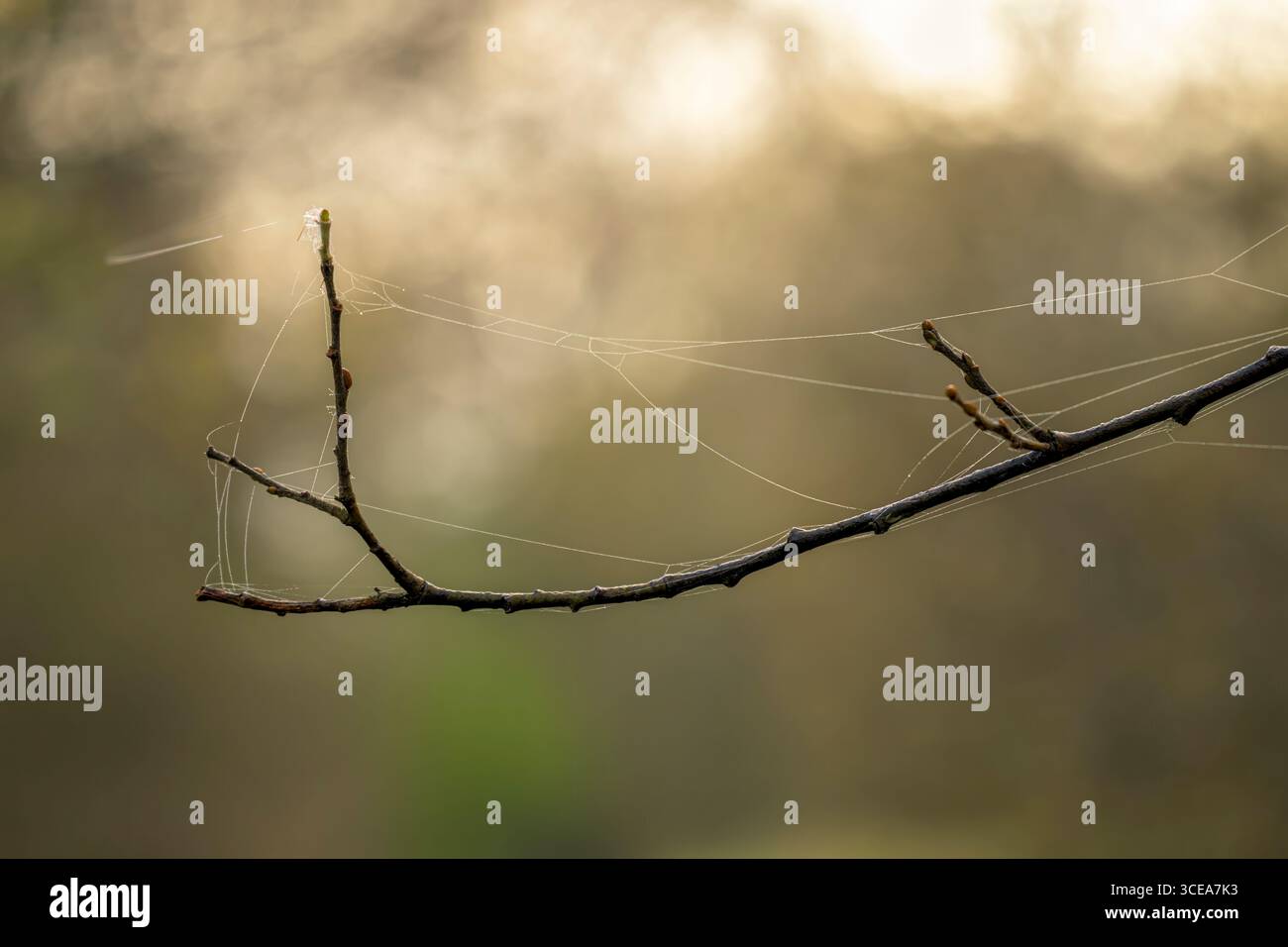 Kleiner Zweig mit tau bedeckten Spinnweben auf den Somerset Levels, Großbritannien im Winter Stockfoto