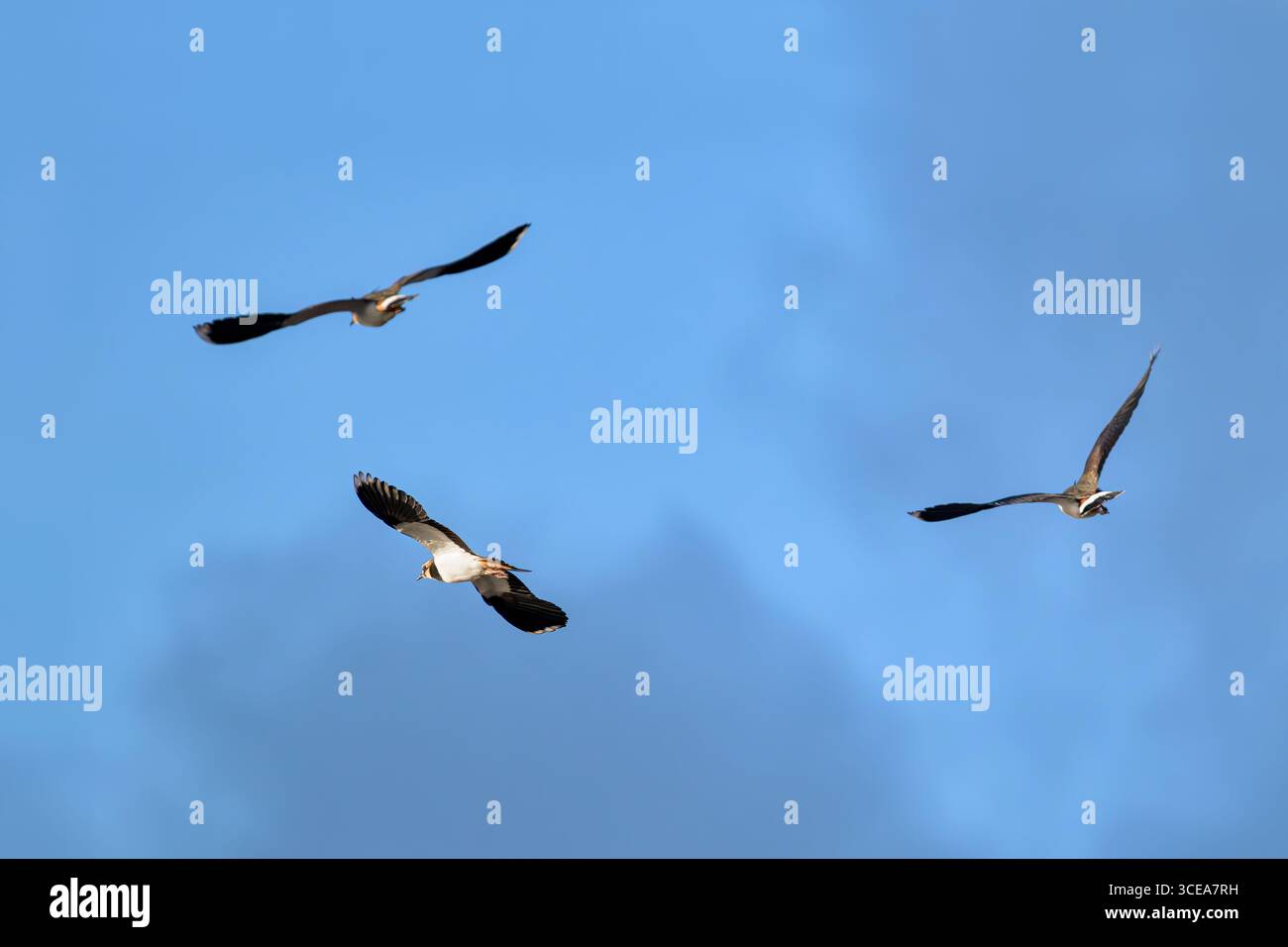 Drei Lapwings im Flug am frühen Morgen mit Sonnenlicht fängt Flügel auf den Somerset Levels, Großbritannien Stockfoto