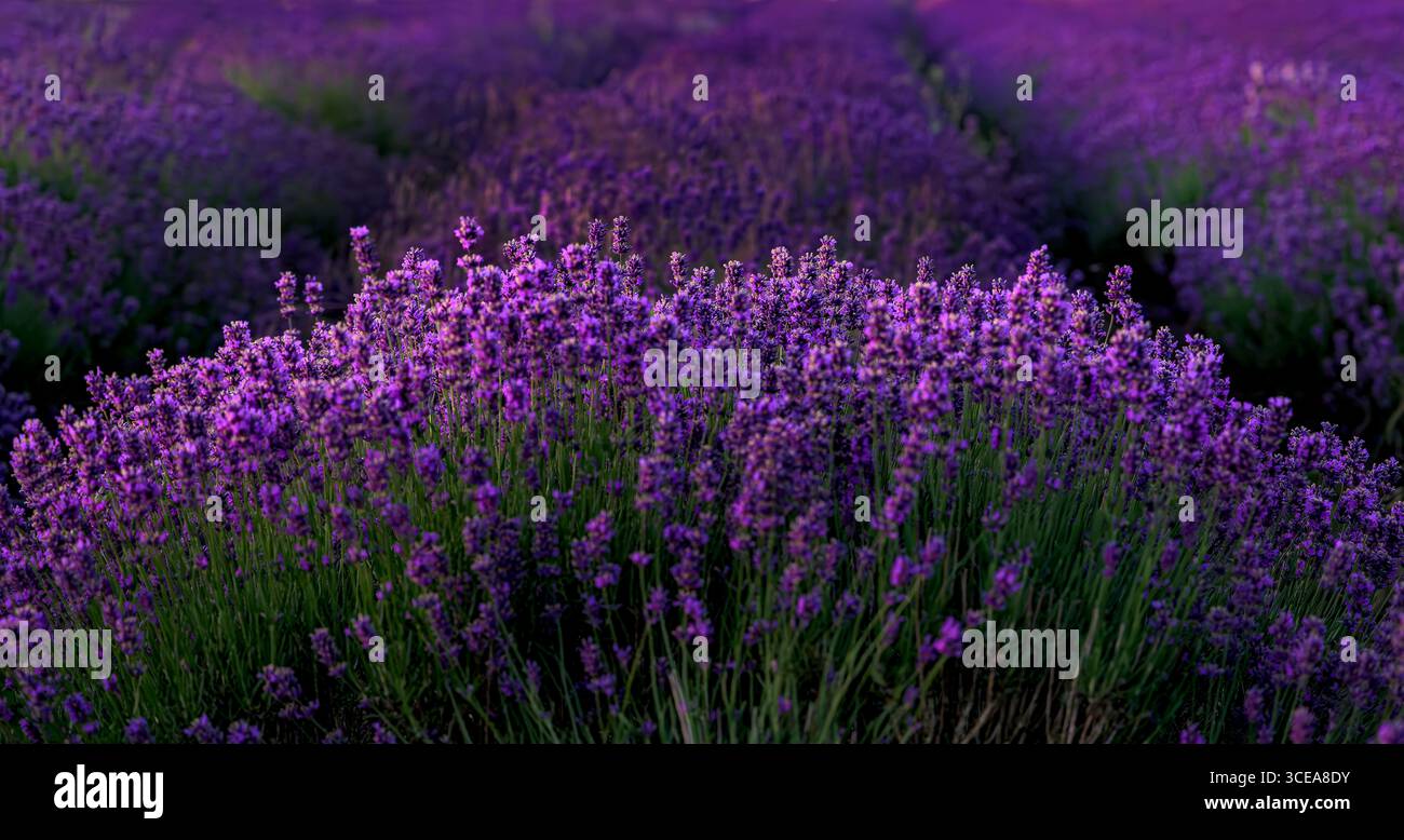 Wunderschöne Lavendelreihen in Lavendelfeldern bei Sonnenaufgang in Somerset, Großbritannien, mit Schwerpunkt auf Lavendelvordergrund Stockfoto