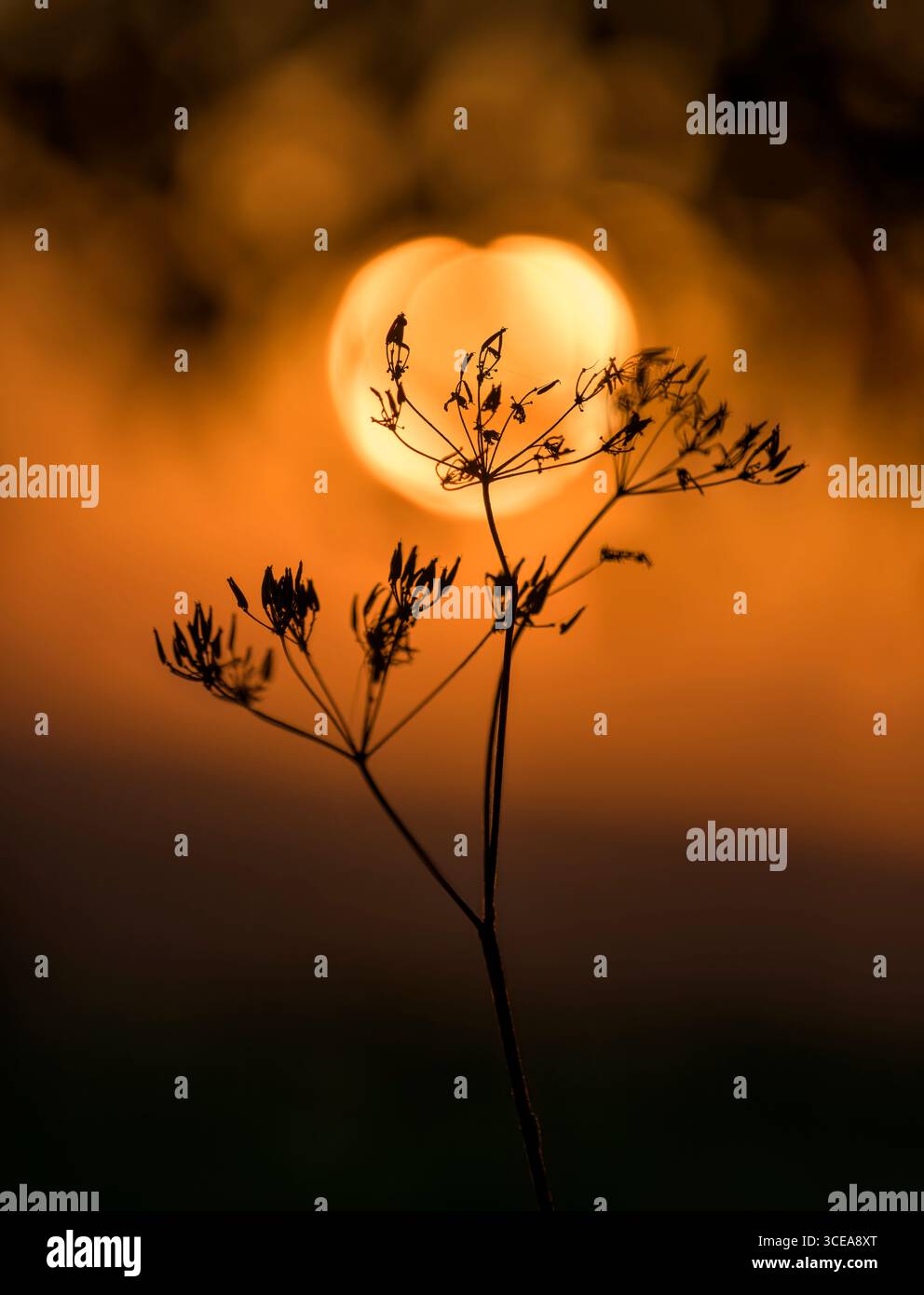 Herzförmiger orangefarbener Sonnenaufgang (verursacht durch Beugung und Bokeh) in Bladgon, Somerset, hinter Silhouettenpflanzen Stockfoto